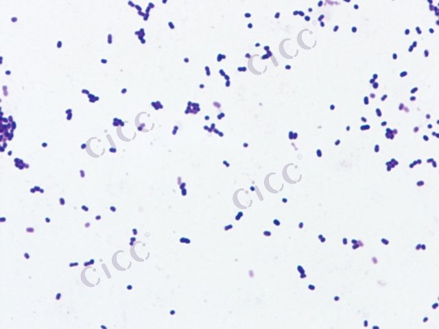 Acetobacter sp