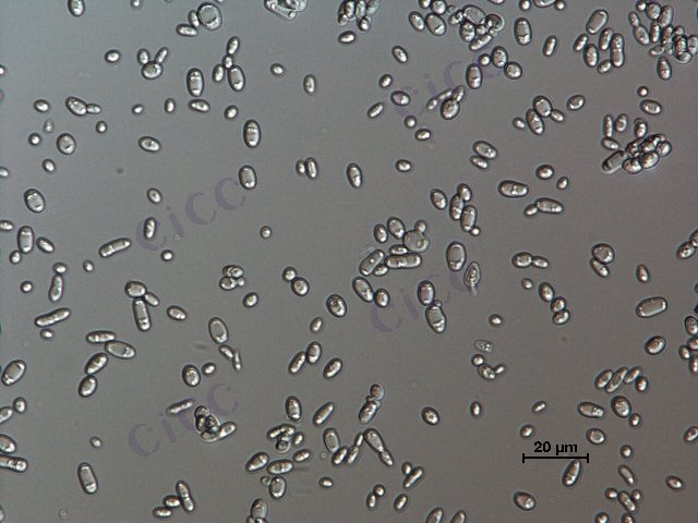 酿酒酵母 Saccharomyces cerevisiae CICC 1045 Saccharomyces cerevisiae