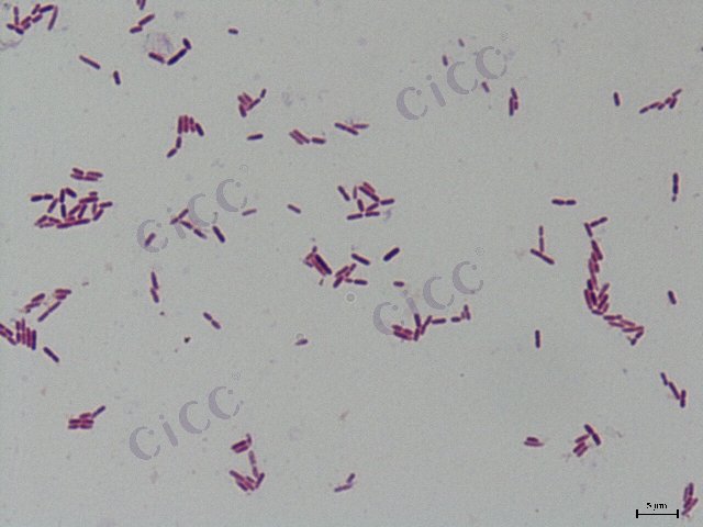 Lactobacillus murinus