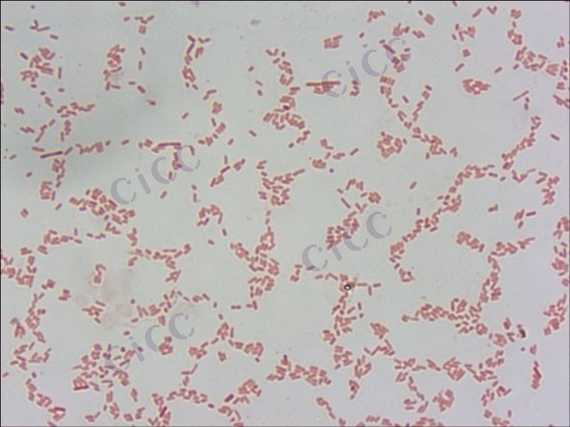 无丙二酸柠檬酸杆菌Citrobacter amalonaticusCICC 21522