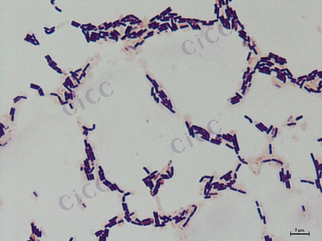 解淀粉芽胞杆菌 Bacillus amyloliquefaciens CICC 10026 Bacillus amyloliquefaciens