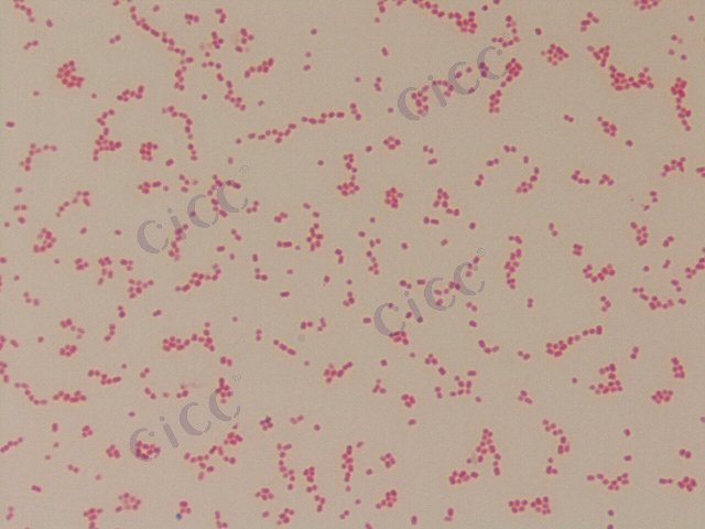 Klebsiella variicola