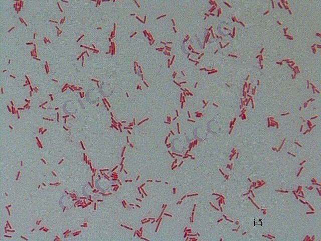 Citrobacter murliniae