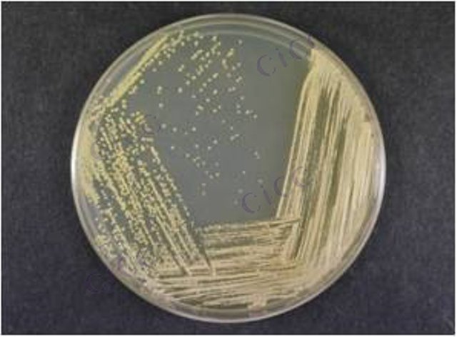 Micrococcus sp