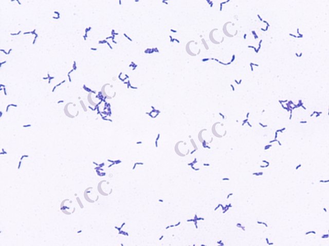 Cutibacterium acnes