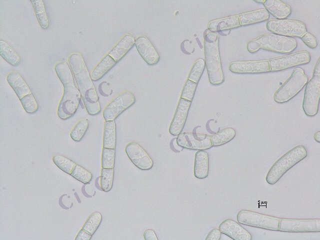 Magnusiomyces magnusii