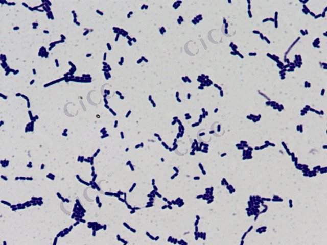 Lactiplantibacillus pentosus
