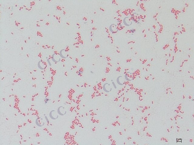 迟钝爱德华氏菌 Edwardsiella tarda CICC 10497 Edwardsiella tarda