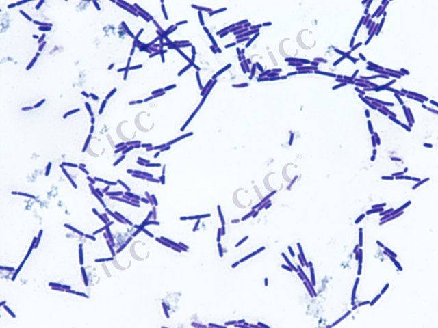 Lactobacillus helveticus
