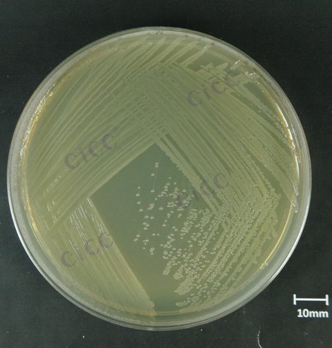 大肠埃希氏菌 Escherichia coli CICC 10424 Escherichia coli