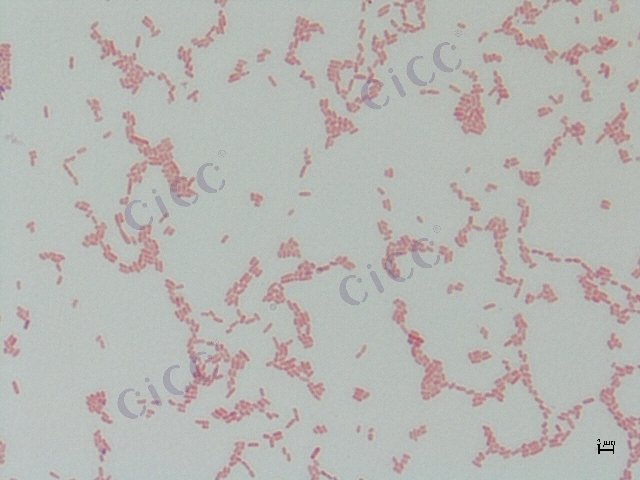 Citrobacter rodentium