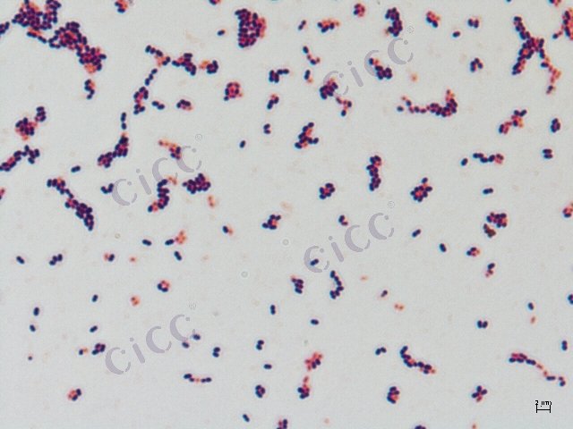 Enterococcus faecalis