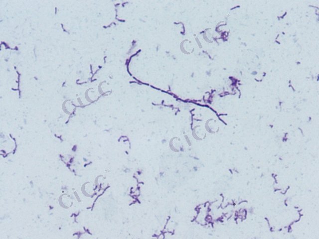 普通高温放线菌 Thermoactinomyces vulgaris CICC 10650 Thermoactinomyces vulgaris