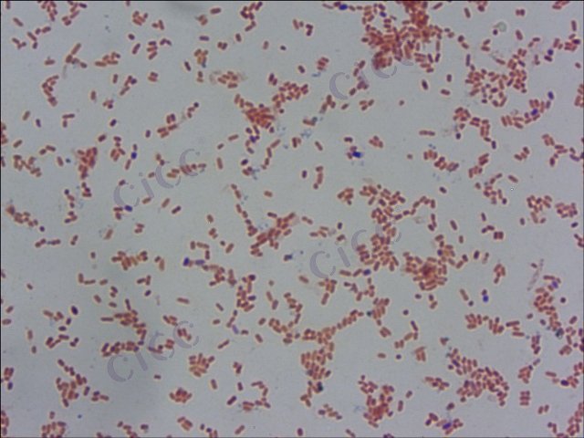 肠沙门氏菌肠亚种鼠伤寒血清型 Salmonella enterica subsp enterica serovar Typhimurium CICC 22956 Salmonella enterica subsp enterica serovar Typhimurium