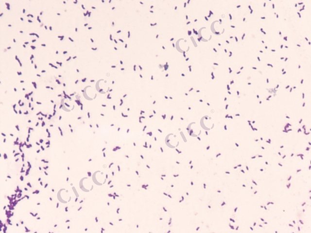Microbacterium sp