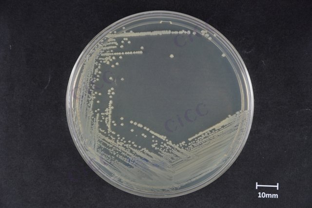 Klebsiella pneumoniae subsp pneumoniae