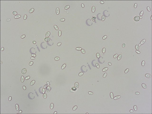 酿酒酵母 Saccharomyces cerevisiae CICC 1023 Saccharomyces cerevisiae