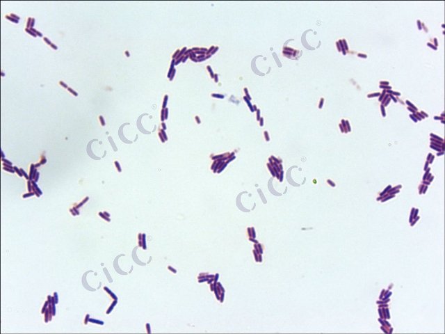 枯草芽胞杆菌 Bacillus subtilis CICC 10028 Bacillus subtilis