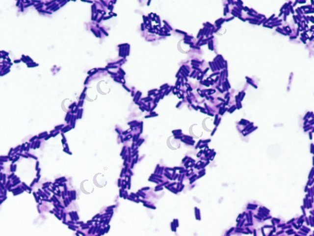 解淀粉芽胞杆菌 Bacillus amyloliquefaciens CICC 10080 Bacillus amyloliquefaciens