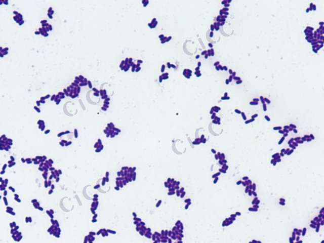 Solibacillus isronensis