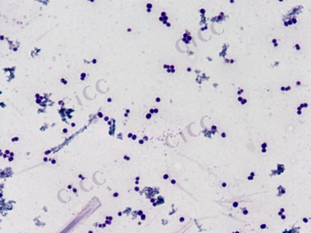 Planomicrobium lenghuensis