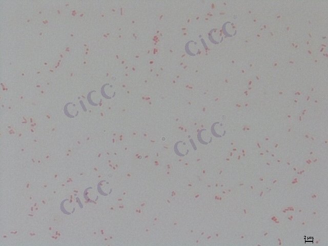 粘质沙雷氏菌 Serratia marcescens CICC 10187 Serratia marcescens