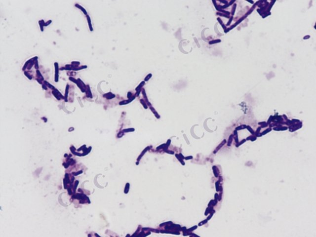 Bacillus flexus