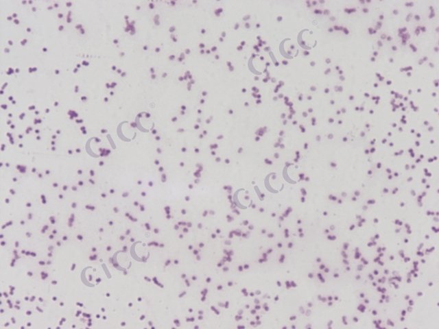 粪产碱菌粪亚种 Alcaligenes faecalis subsp faecalis CICC 10289 Alcaligenes faecalis subsp faecalis