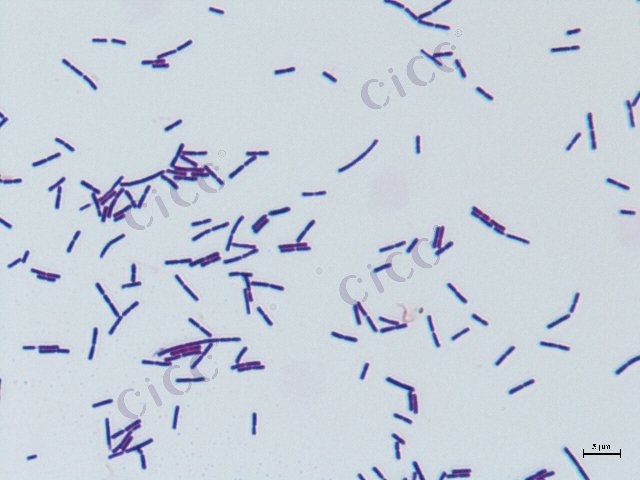 Companilactobacillus alimentarius
