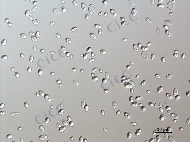 Candida tropicalis