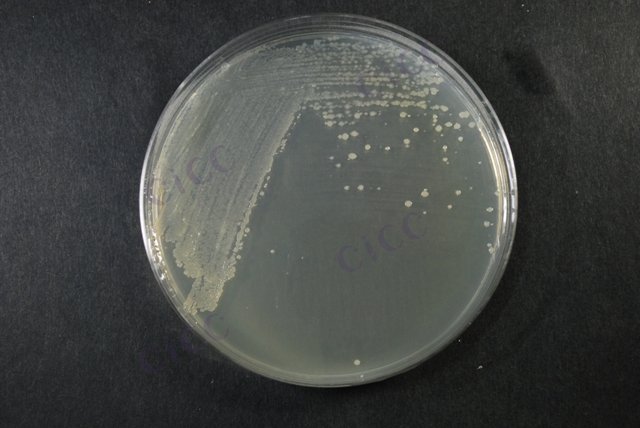 多粘类芽胞杆菌 Paenibacillus polymyxa CICC 10010 Paenibacillus polymyxa