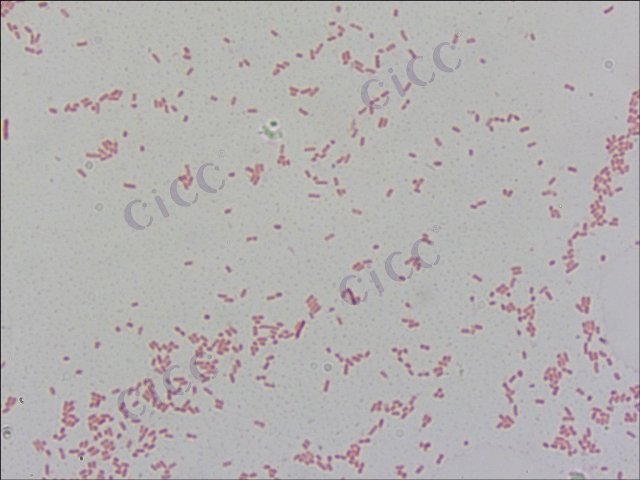 Pseudescherichia vulneris