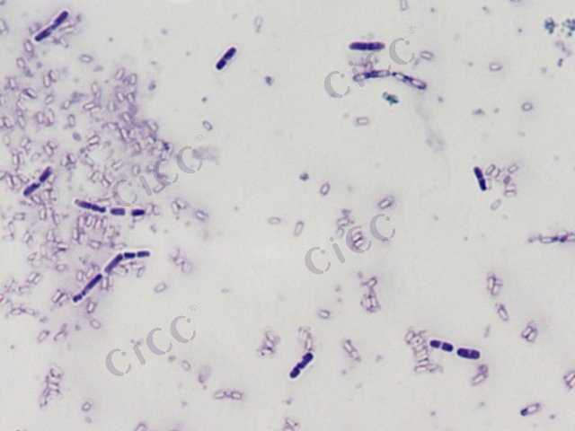 苏云金芽胞杆菌 Bacillus thuringiensis CICC 10060 Bacillus thuringiensis