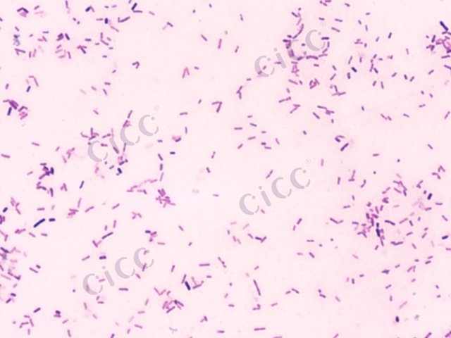 粪产碱菌粪亚种 Alcaligenes faecalis subsp faecalis CICC 10369 Alcaligenes faecalis subsp faecalis