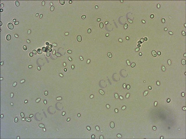 Candida tropicalis