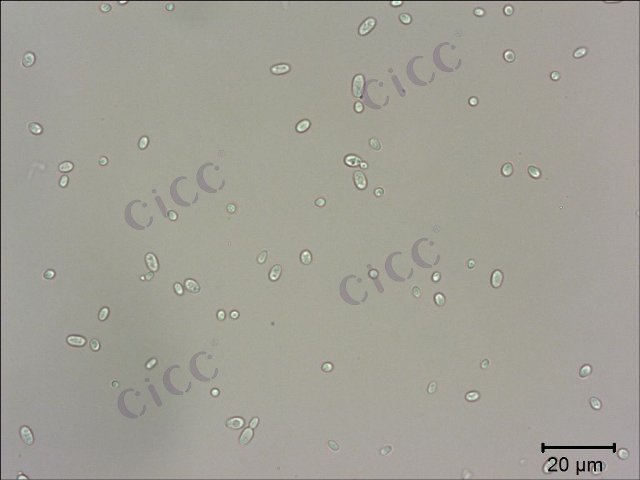 Rhodotorula taiwanensis