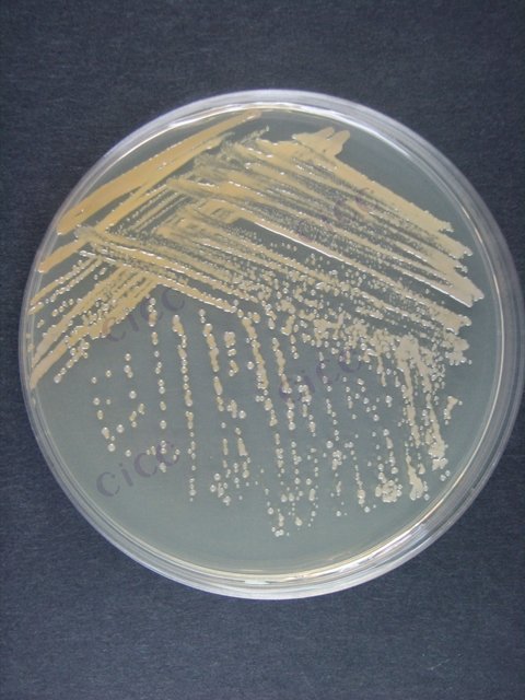 人参芽胞杆菌 Bacillus ginsengi CICC 10491 Bacillus ginsengi