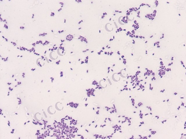 Enterobacter sakazakii