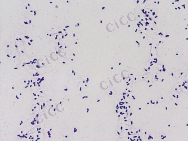 反硝化盐单胞菌 Halomonas denitrificans CICC 10554 Halomonas denitrificans