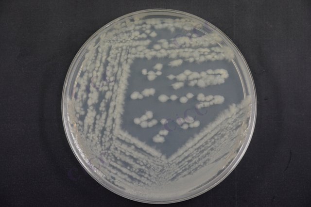 蜡样芽胞杆菌 Bacillus cereus CICC 21261 Bacillus cereus