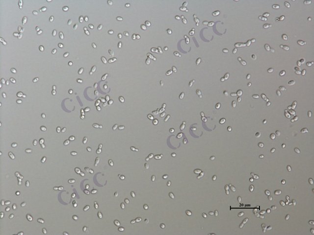 Zygosaccharomyces rouxii