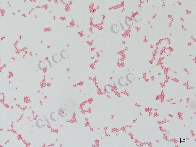 克雷伯氏菌属 Klebsiella sp CICC 10702 Klebsiella sp