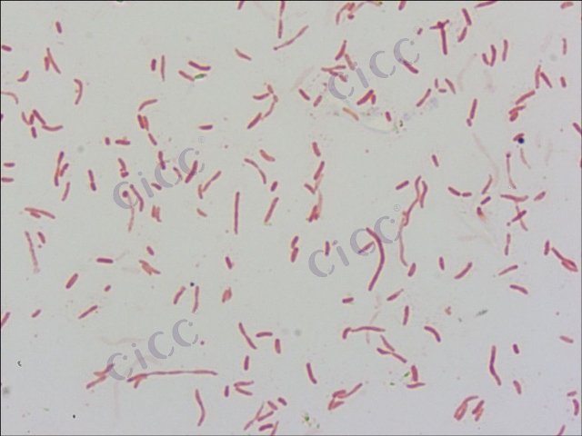 Halomonas campaniensis