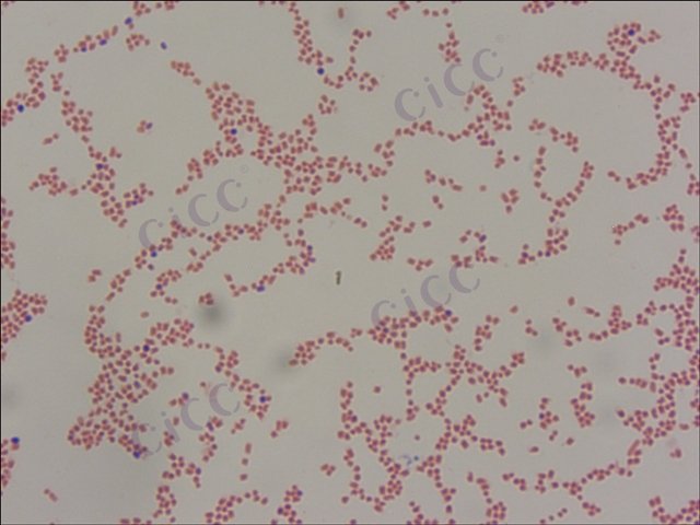 Enterobacter xiangfangensis