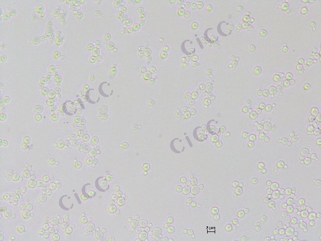 Scheffersomyces stipitis