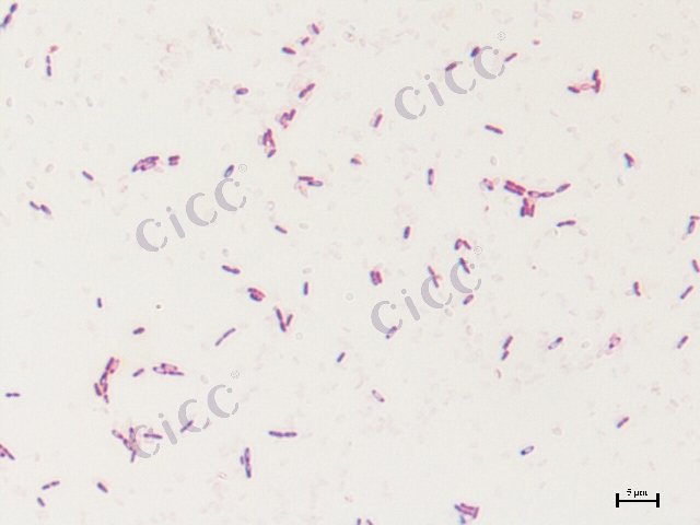 副地衣芽胞杆菌 Bacillus paralicheniformis CICC 10096 Bacillus paralicheniformis