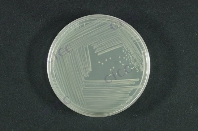 大肠埃希氏菌 Escherichia coli CICC 10003 Escherichia coli