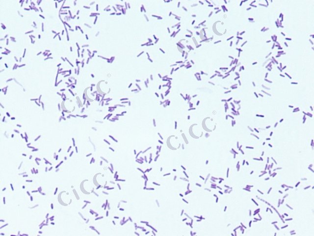 副溶血弧菌 Vibrio parahaemolyticus CICC 23924 Vibrio parahaemolyticus