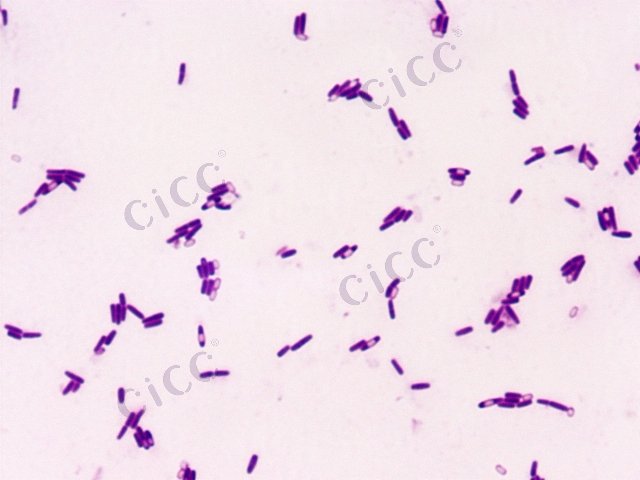 Bacillus subtilis