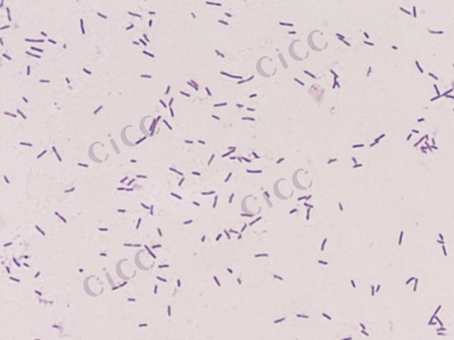 噬琼胶海水菌 Aquimarina agarivorans CICC 10835 Aquimarina agarivorans